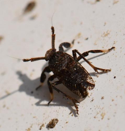 Réf. 280 047 : Asiraca clavicornis